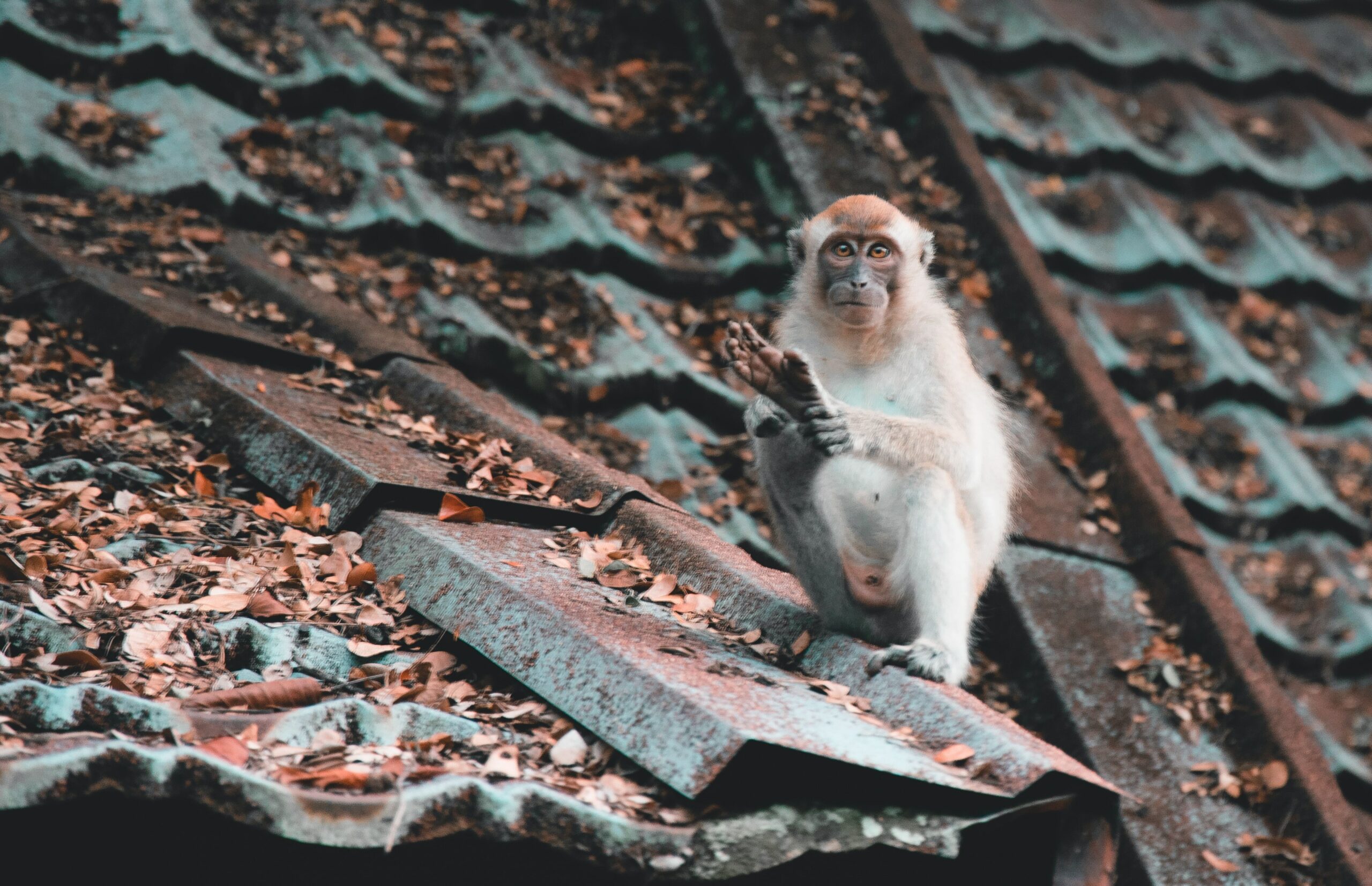 a monkey photo taken at the taman negara pahang